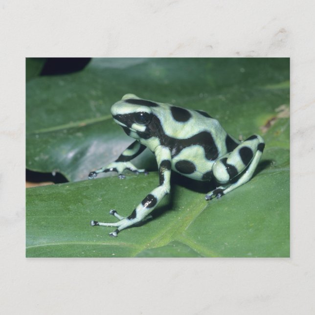 Pilgiftgroda, (Dendrobates auratus) Cahuita Vykort (Framsida)