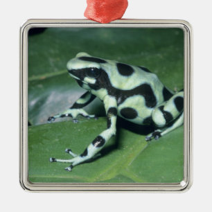 Pilgiftsgroda, (Dendrobates auratus) Cahuita Julgransprydnad Metall