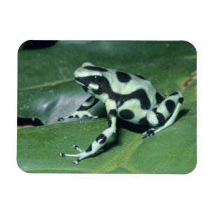 Pilgiftsgroda, (Dendrobates auratus) Cahuita Magnet