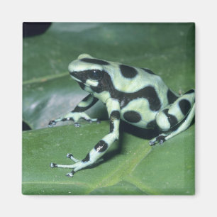 Pilgiftsgroda, (Dendrobates auratus) Cahuita Magnet