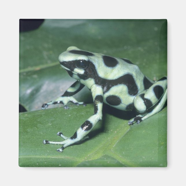 Pilgiftsgroda, (Dendrobates auratus) Cahuita Magnet (Framsidan)