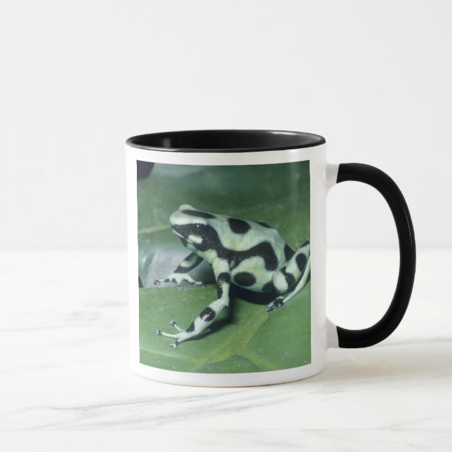 Pilgiftsgroda, (Dendrobates auratus) Cahuita Mugg (Höger)