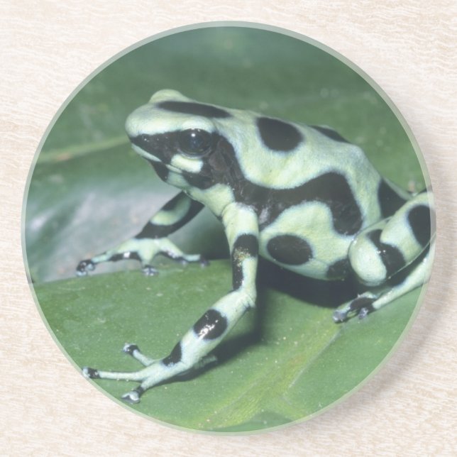Pilgiftsgroda, (Dendrobates auratus) Cahuita Underlägg (Framsidan)