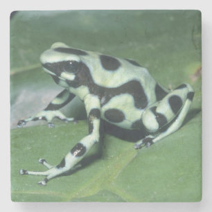 Pilgiftsgroda, (Dendrobates auratus) Cahuita Underlägg Sten