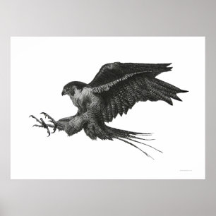 Pilgrarfalk Svart Vitt Penna och Bläck Poster