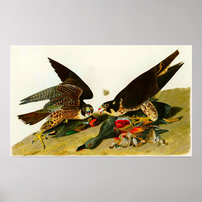 Pilgrimsfalkar John James Audubon 1838 Poster (Framsidan)