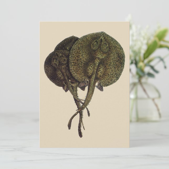 Pilgrockor Pilgrockor, Gamla marina djur (Stående Fram)