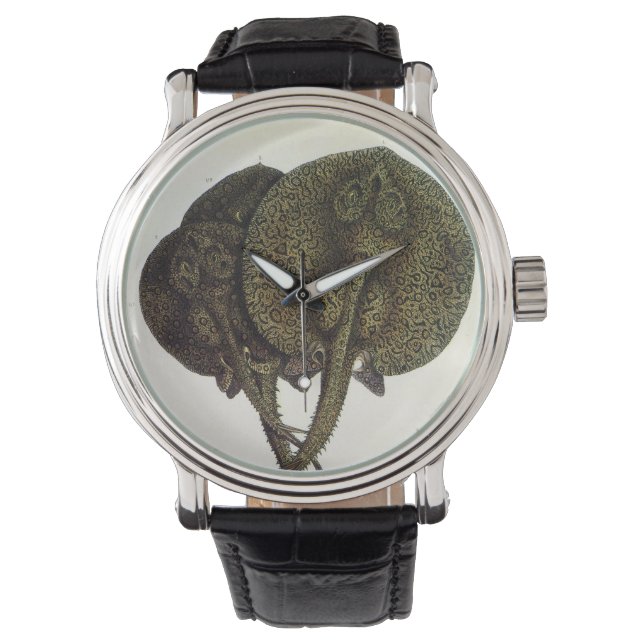 Pilgrockor Pilgrockor, Marin Livsstil Djurliv Armbandsur (Framsida)