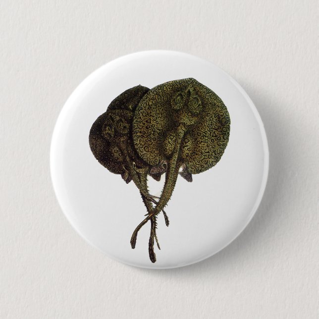 Pilgrockor Pilrockor, Vintage Marinliv Djur Knapp (Framsida)