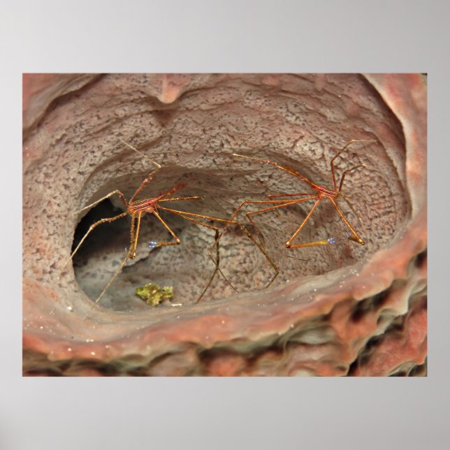 Pilkrabbor i en cylinderspruta poster (Framsidan)