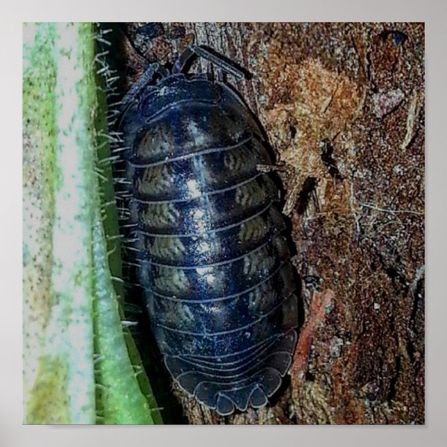 Pill Bug (foto) - Poster (Framsidan)