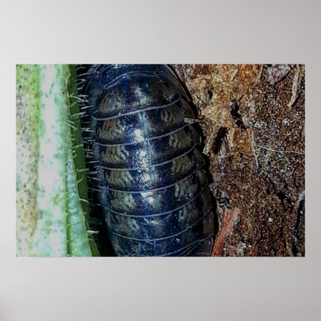 Pill Bug (foto) - Poster (Framsidan)