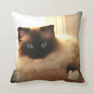 Pillow i Kattunge Cats Ragdoll Ragdolls Blue Ögon Kudde