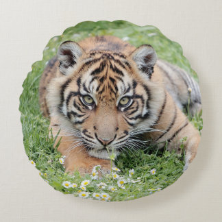 Pillow Photo tiger cat , animals 01 . round Bedow Rund Kudde