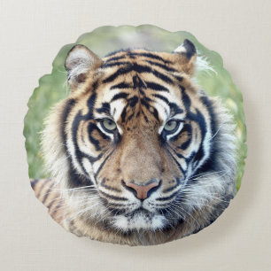 Pillow Photo tiger cat , animals 02 . round Bedow Rund Kudde