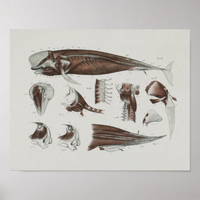 Pilot Whale Anatomy skriver ut marin biologi Poster (Framsidan)