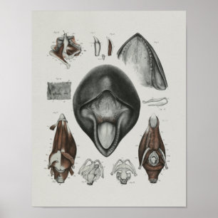 Pilot Whale Anatomy skriver ut marin biologi Poster