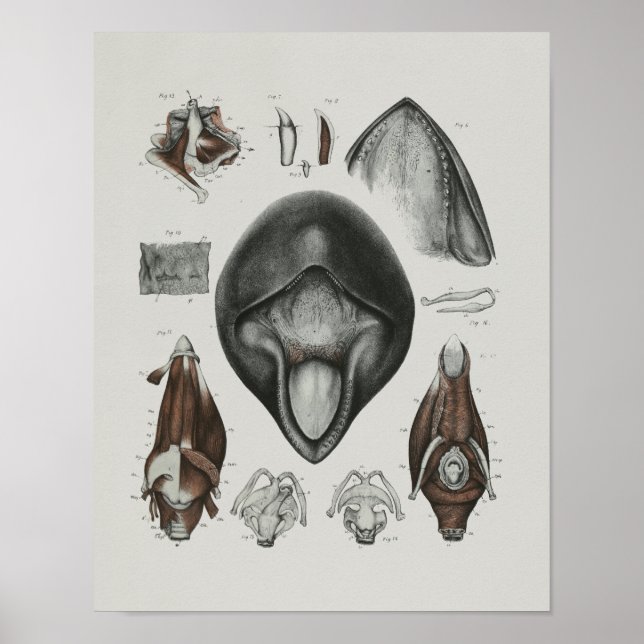 Pilot Whale Anatomy skriver ut marin biologi Poster (Framsidan)