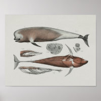 Pilot Whale Anatomy skriver ut marin biologi