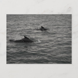 Pilot Whales Postcard Vykort