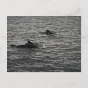 Pilot Whales Postcard Vykort
