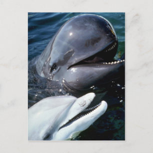Pilotval och atlantisk flasknosdelfin vykort