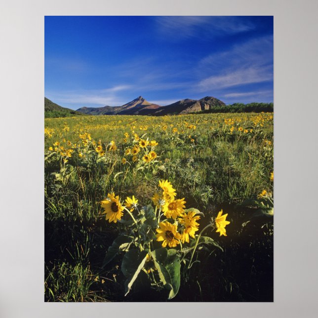 Piltört vilda blommor i Waterton 2 Poster (Framsidan)