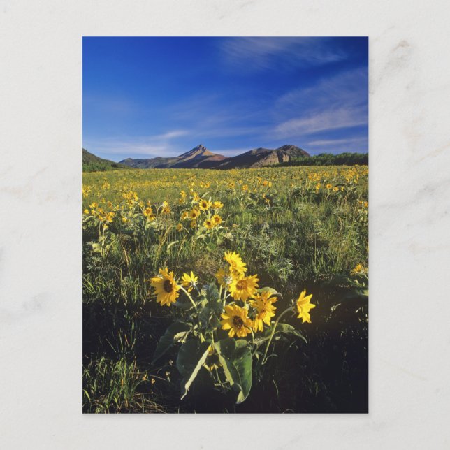 Piltört vilda blommor i Waterton 2 Vykort (Framsida)