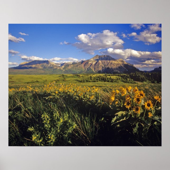 Piltört vilda blommor i Waterton Poster (Framsidan)