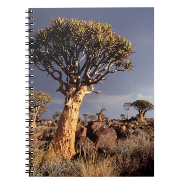 Pilträd (Aloe Dichotoma) Anteckningsbok (Framsidan)