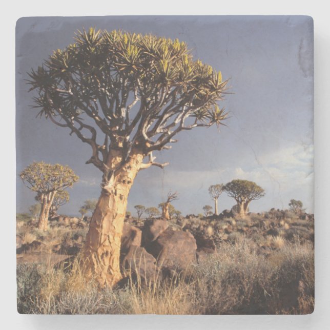 Pilträd (Aloe Dichotoma) Underlägg Sten (Framsidan)