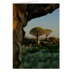 Pilträdsskogen, Namibia Tomt Kort