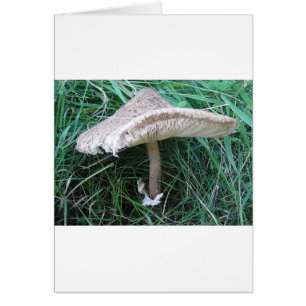 Pilz mit hübschem Hut Hälsningskort