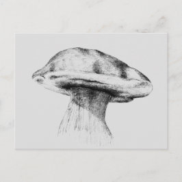 Pilz Steinpilz Zeichnung Vykort