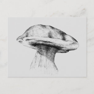 Pilz Steinpilz Zeichnung Vykort