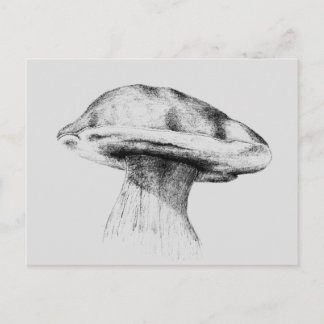 Pilz Steinpilz Zeichnung Vykort