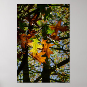 Pin Oak-Löv Poster