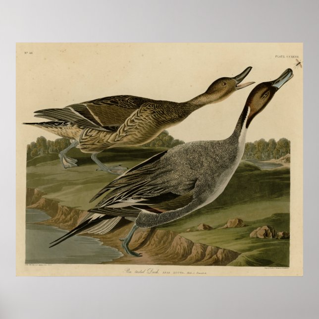 Pin-skäggig Anka Poster (Framsidan)