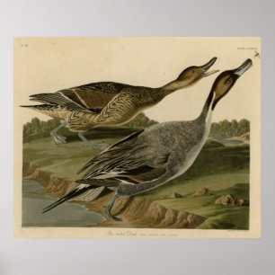 Pin tailed ankan poster