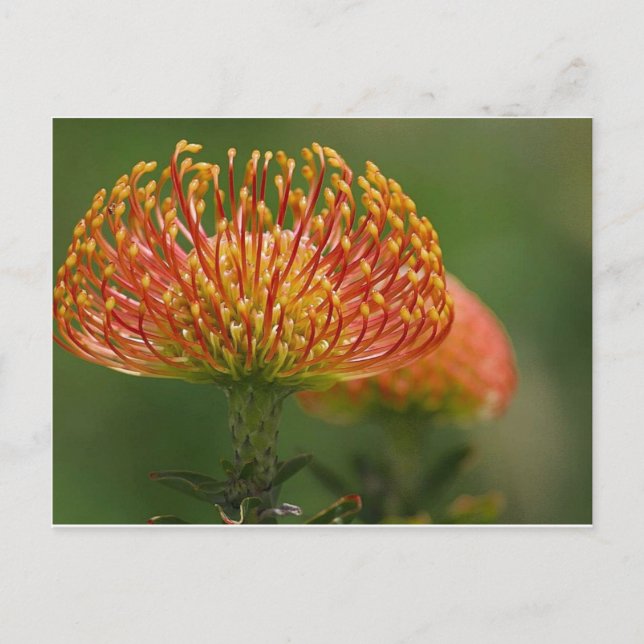 pincushion-protea vykort (Framsida)