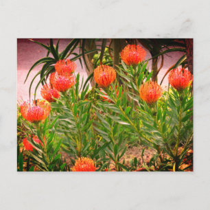 Pincushion Tango #1-1-vykort Vykort