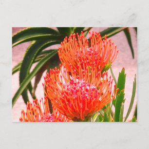 Pincushion Tango #1-2 vykort