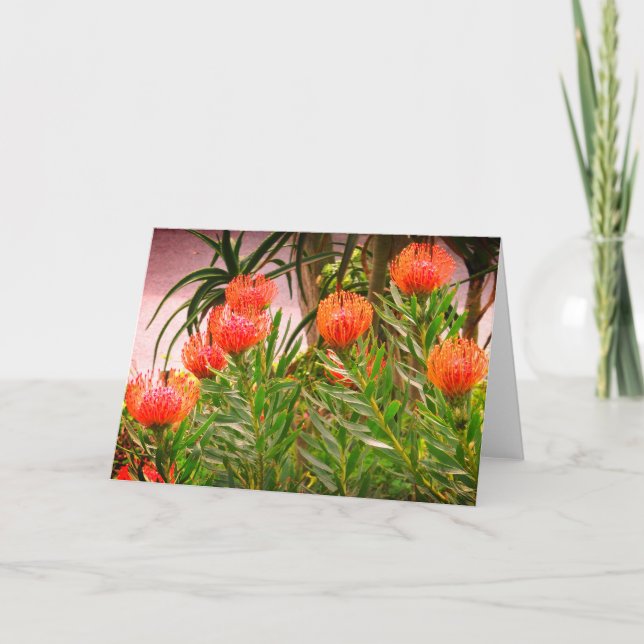 Pincushion Tango #1-kort Kort (Framsida)