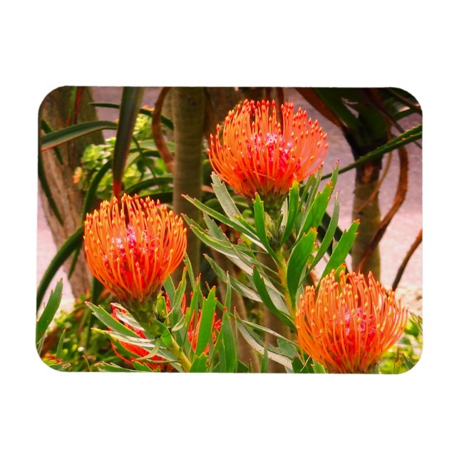 Pincushion Tango #1 Magnet (Horisontell)