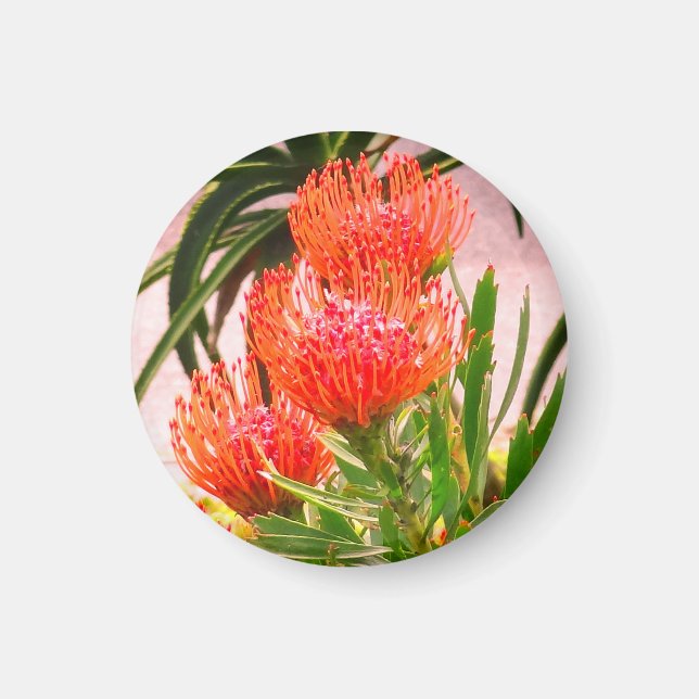 Pincushion Tango #1 Magnet (Framsidan)