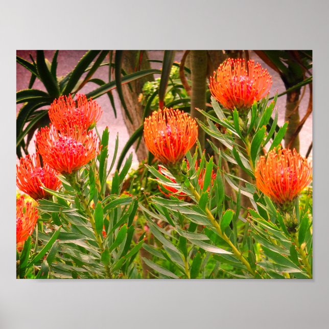 Pincushion Tango #1 Poster (Framsidan)