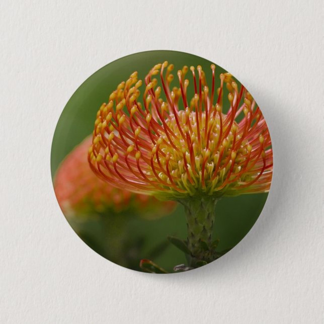 PincushionProtea Knapp (Framsida)