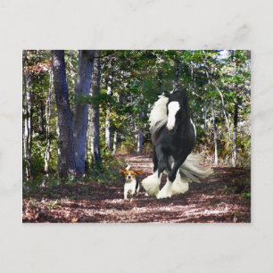 "Pine Barrens Run" Vykort
