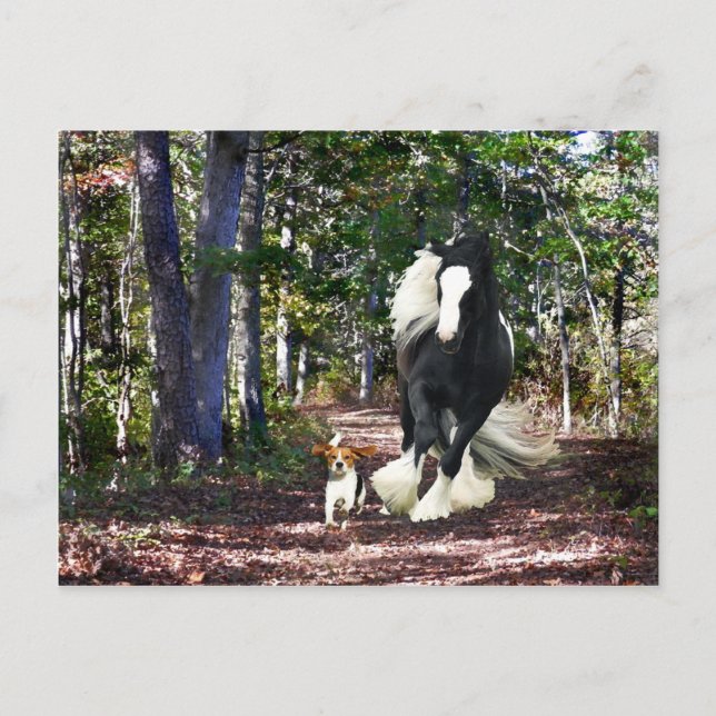 "Pine Barrens Run" Vykort (Framsida)