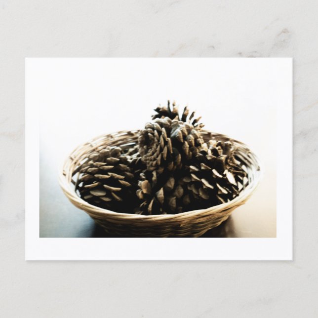 Pine Cones in a Pile Postcard Print by JH Thornton Vykort (Framsida)